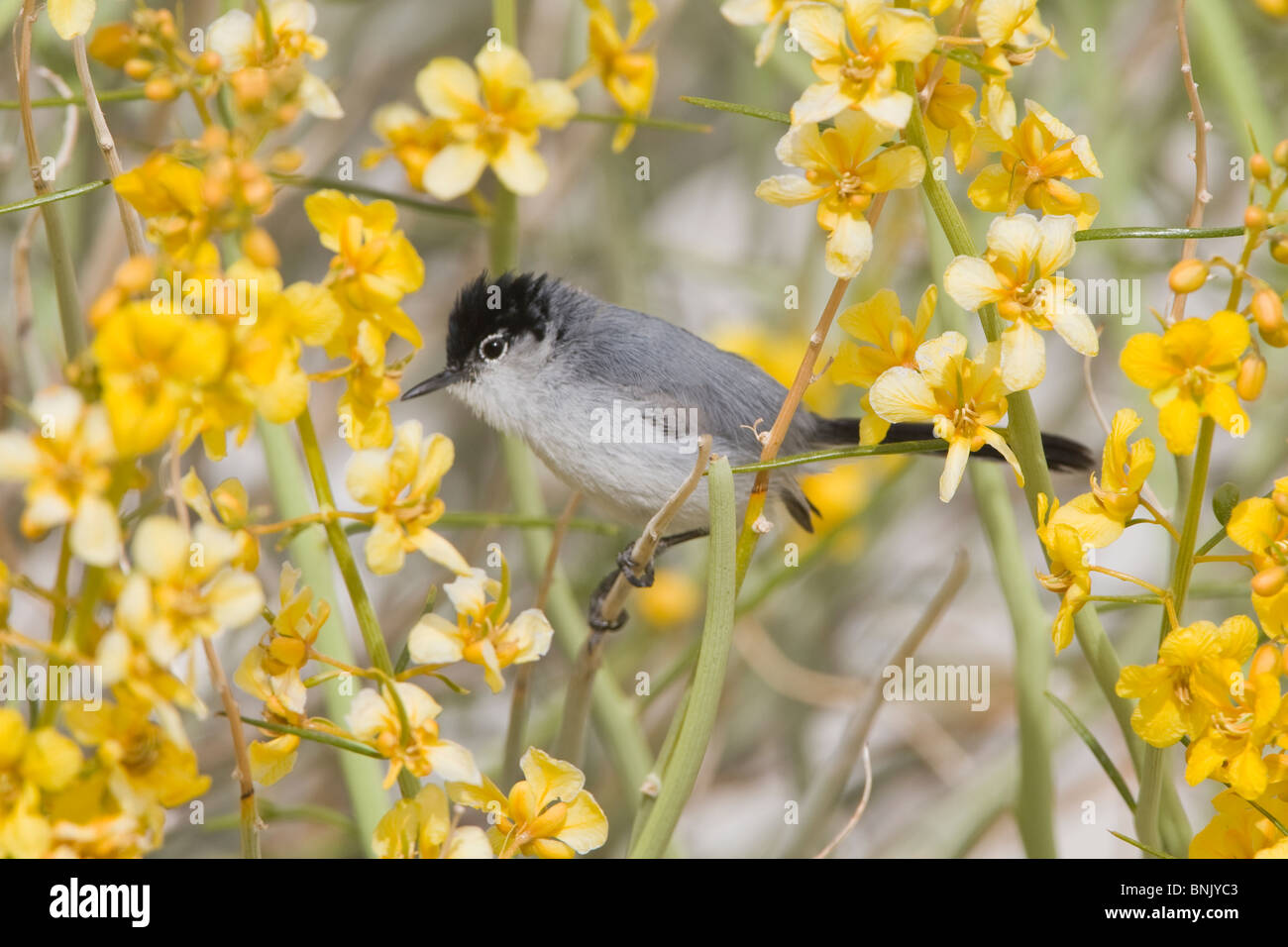 Schwarz-angebundene Gnatcatcher Stockfoto