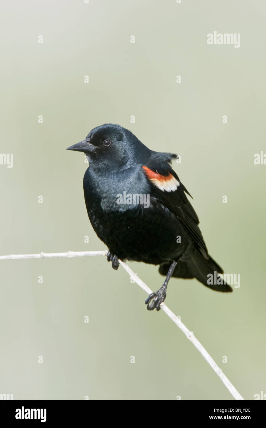 Dreifarbigen Blackbird Stockfoto