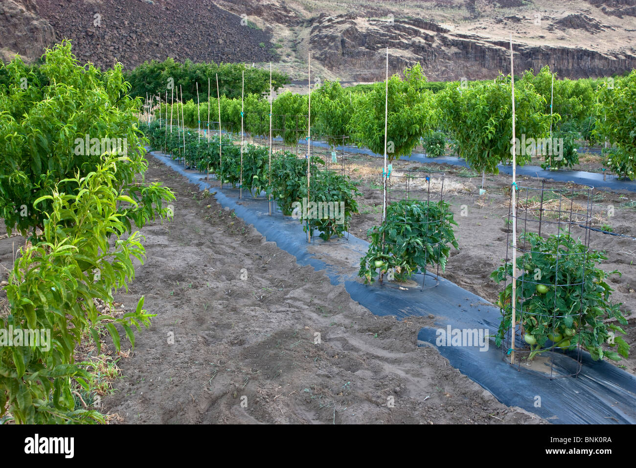 Zwischenfrüchten, junge Nektarine Obstgarten, Tomatenpflanzen, Stockfoto