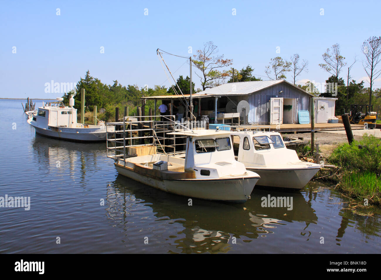 Fischerboote im Hafen von Cedar Island, North Carolina, USA Stockfoto