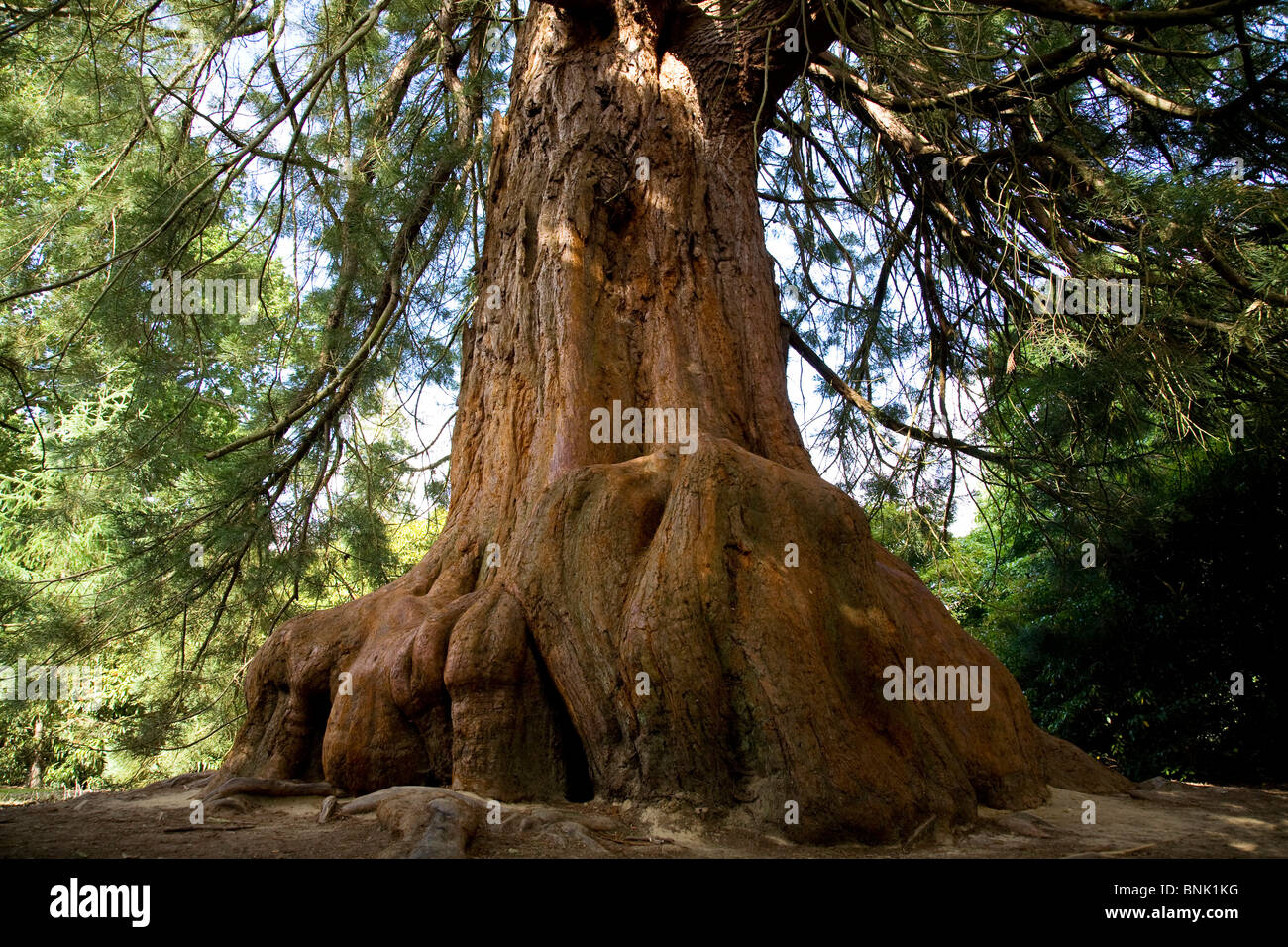 Die Basis eines Redwood-Sequoiadendron Giganteum-Baumes in Sheffield Park Garten. Stockfoto