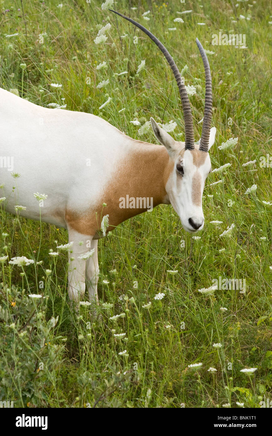 Scimitar-gehörnter Oryx. Oryx Dammah. Gefährdete Tiere in der Wildnis, Cumberland, Ohio, USA. Stockfoto