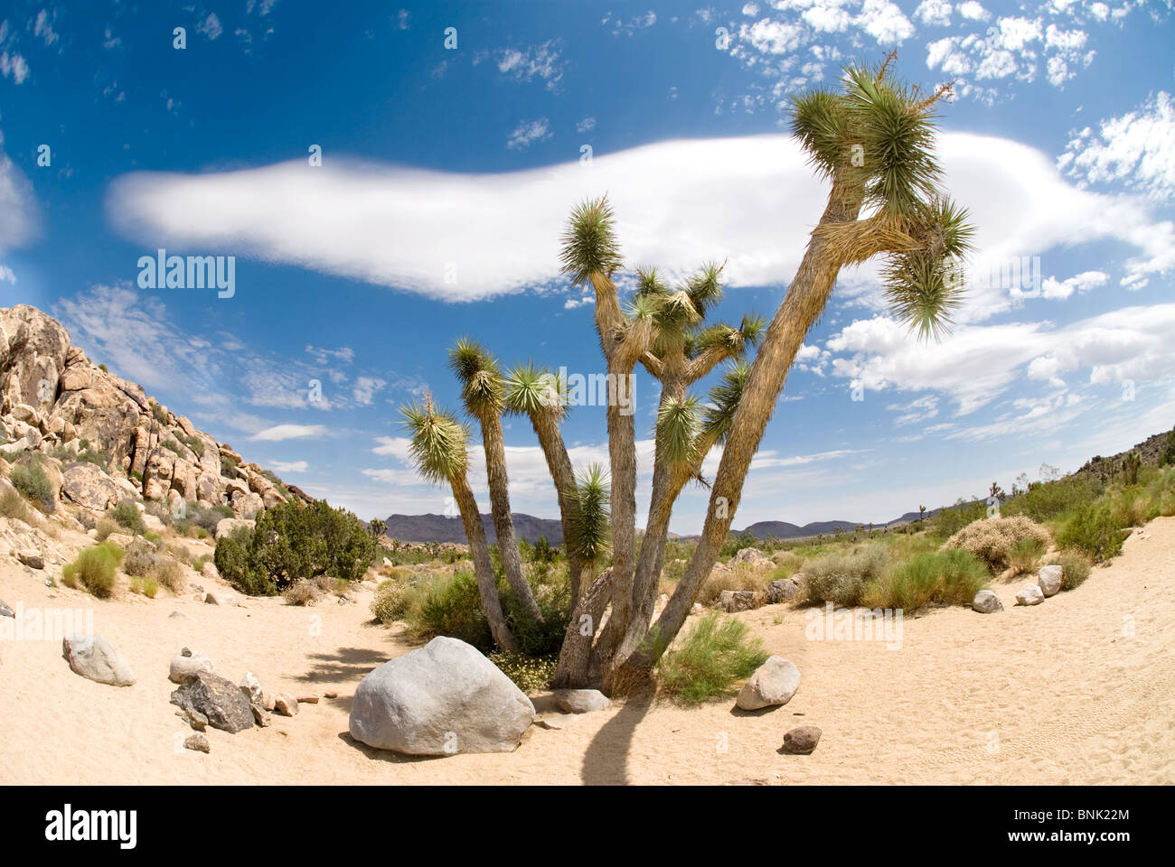 Joshua Baum mit einer erstaunlichen Wolkengebilde während eines heißen, sonnigen Tag in der Wüste. Stockfoto