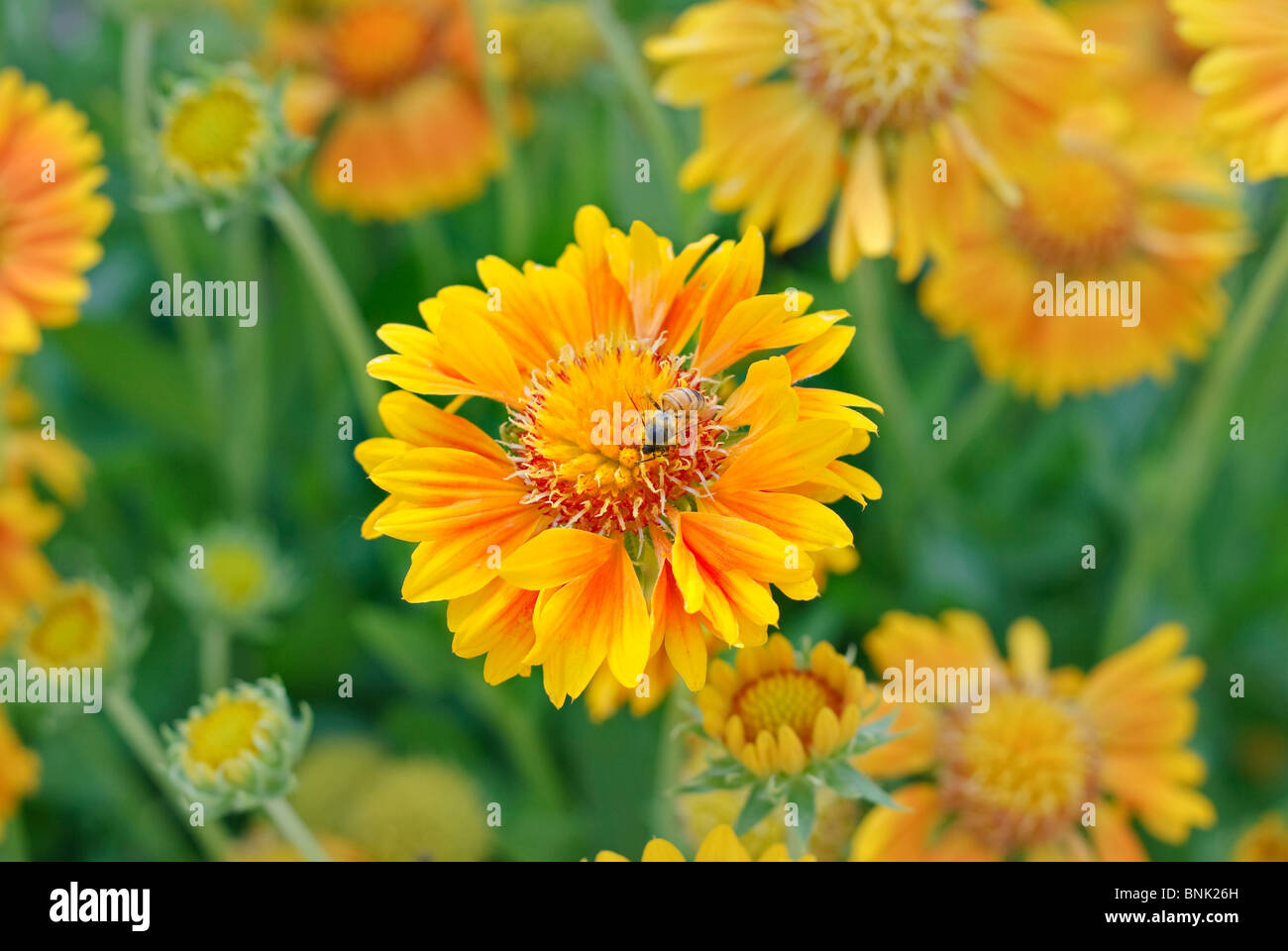 Leuchtend orangefarbene Blume mit einer Biene Fütterung und bestäuben sie. Stockfoto