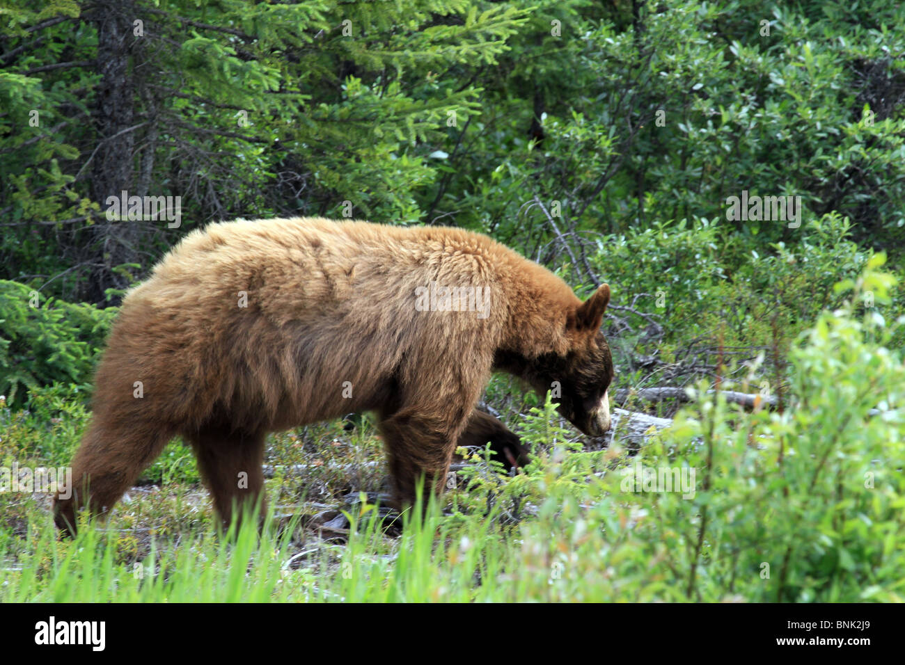 Brauner Bär zu Fuß durch Wald im wilden Land von Alaska. Stockfoto