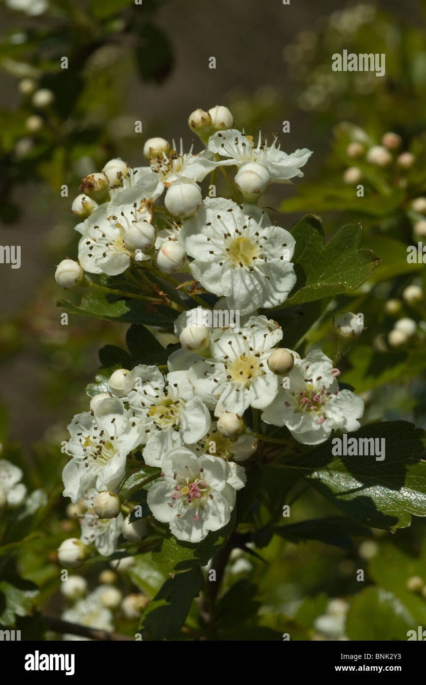 Weißdorn (Crataegus Monogyna) Stockfoto