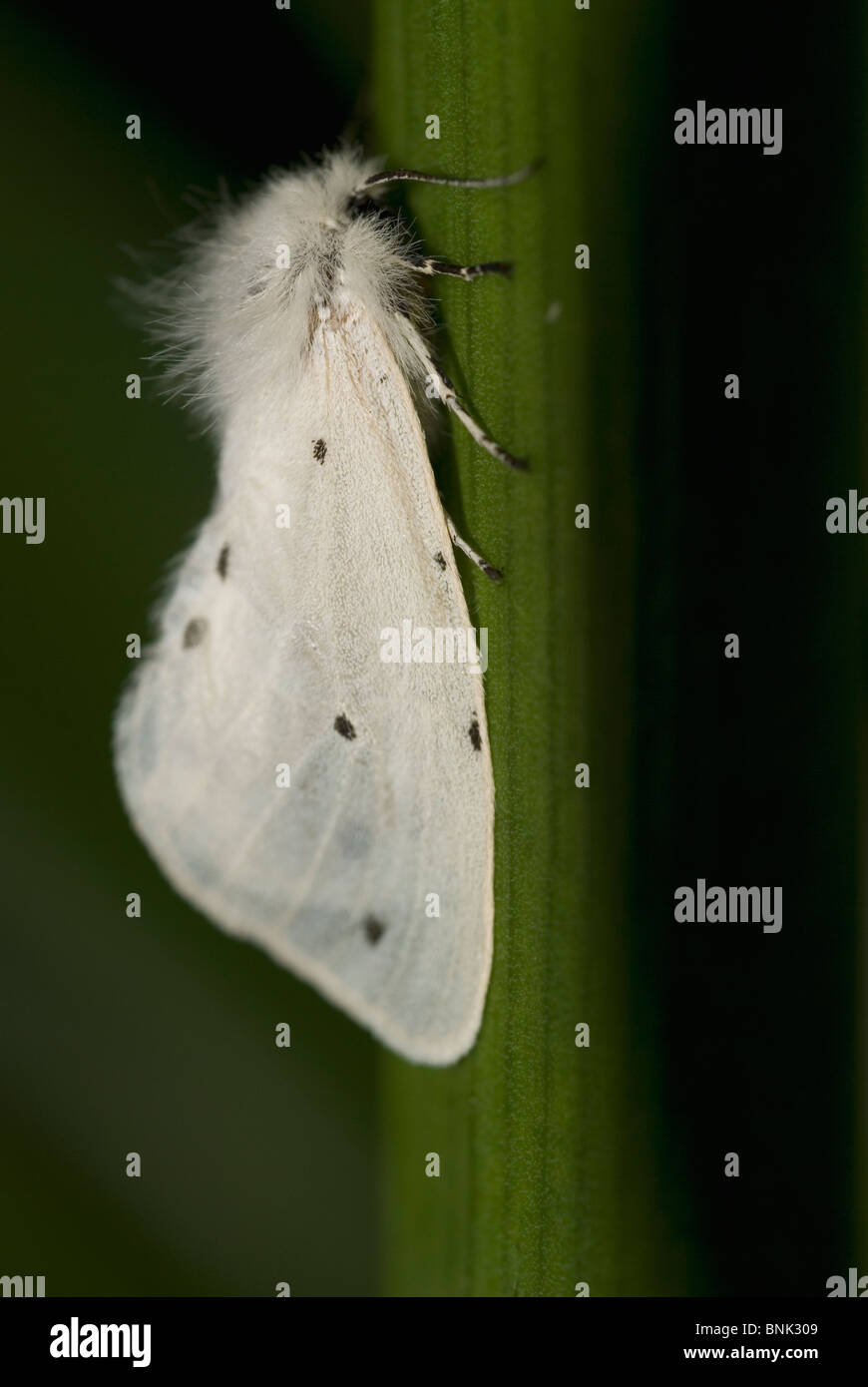 Musselin Moth (Diaphora Mendica) Stockfoto