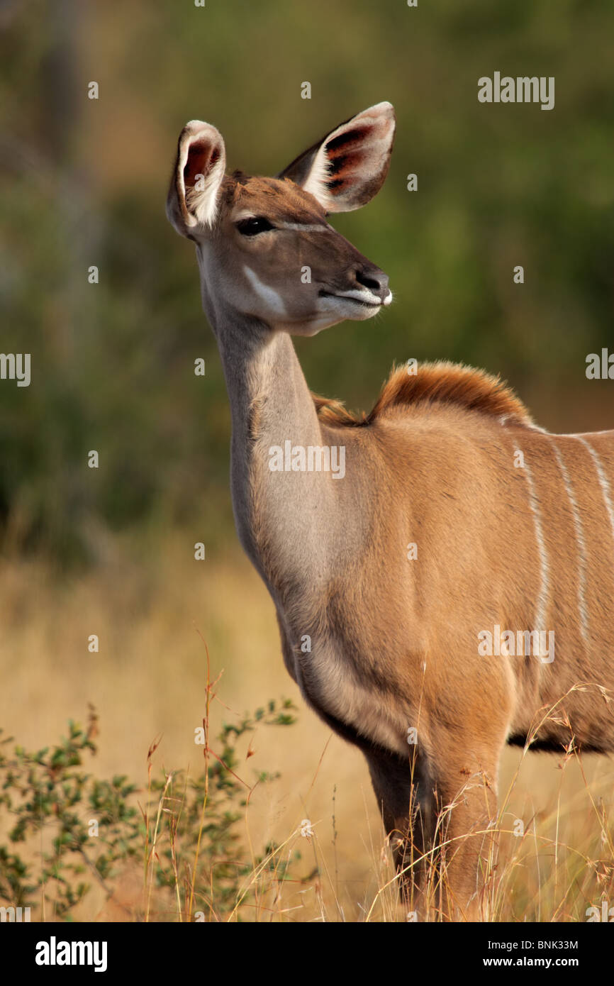 Eine weibliche Kudu Antilope (Tragelaphus Strepsiceros), Südafrika Stockfoto