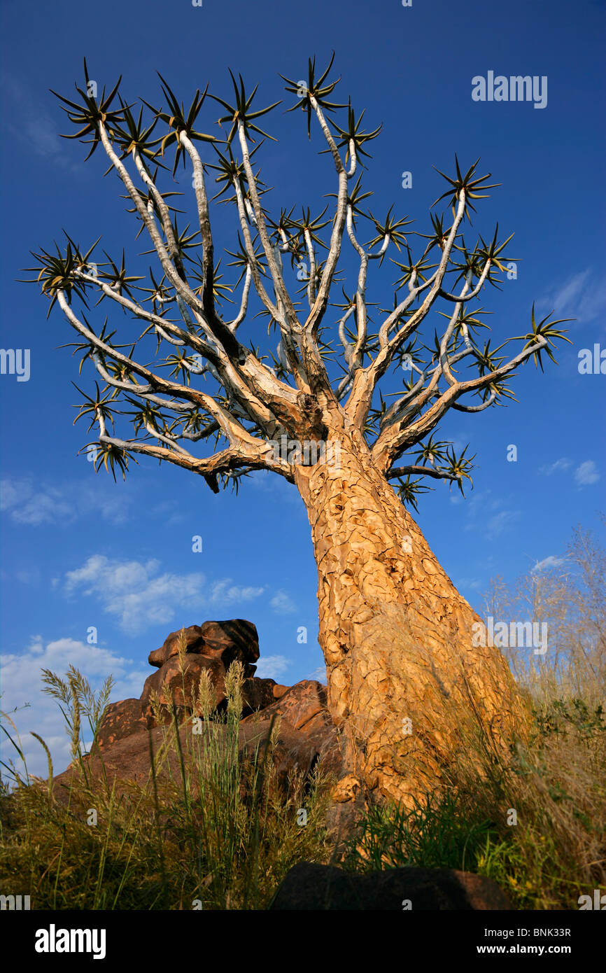 Köcher Baum (Aloe Dichotoma) gegen ein bewölkter Himmel, Namibia, Südliches Afrika Stockfoto