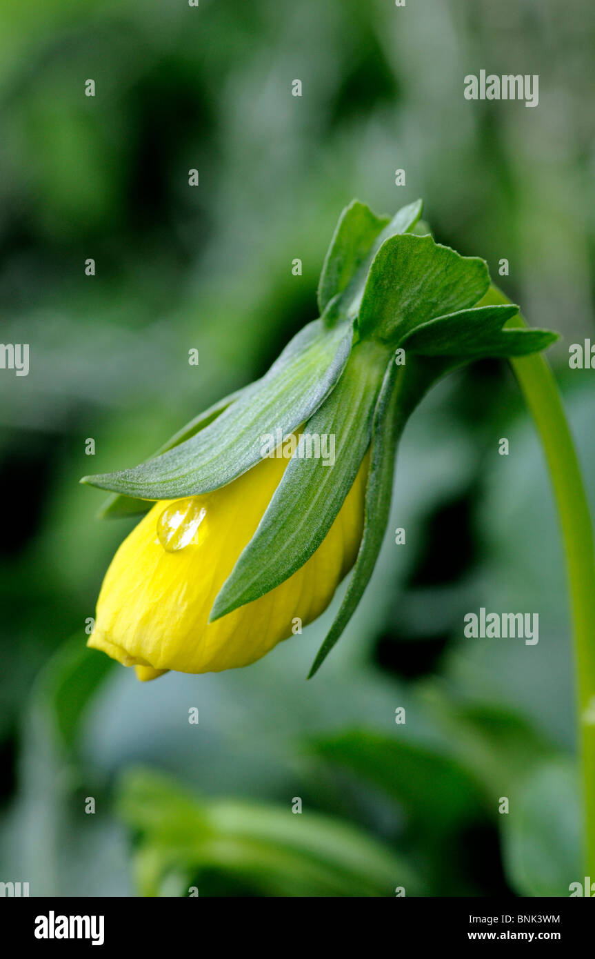 Gelb Winter Stiefmütterchen - Viola - Knospe mit Wassertropfen Stockfoto