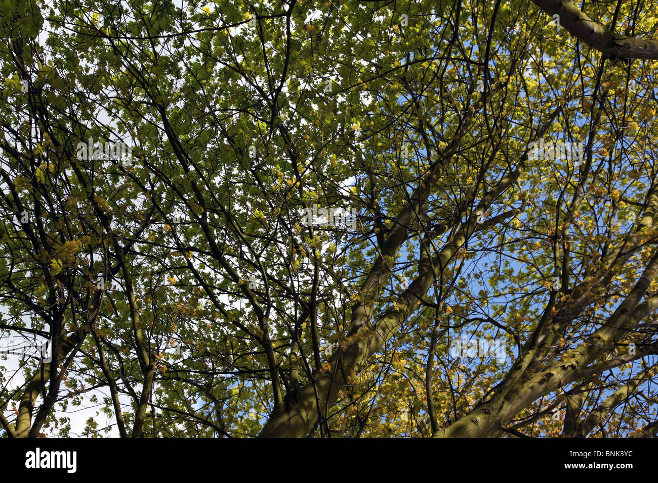 Baum in Darley Abbey Park, Derby Stockfoto