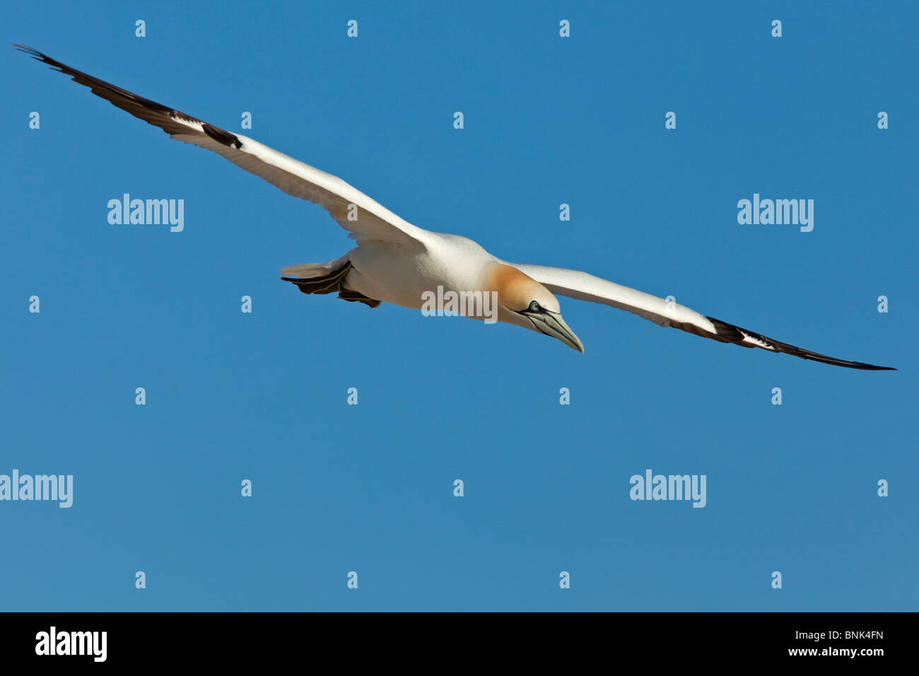 Basstölpel im Flug Stockfoto