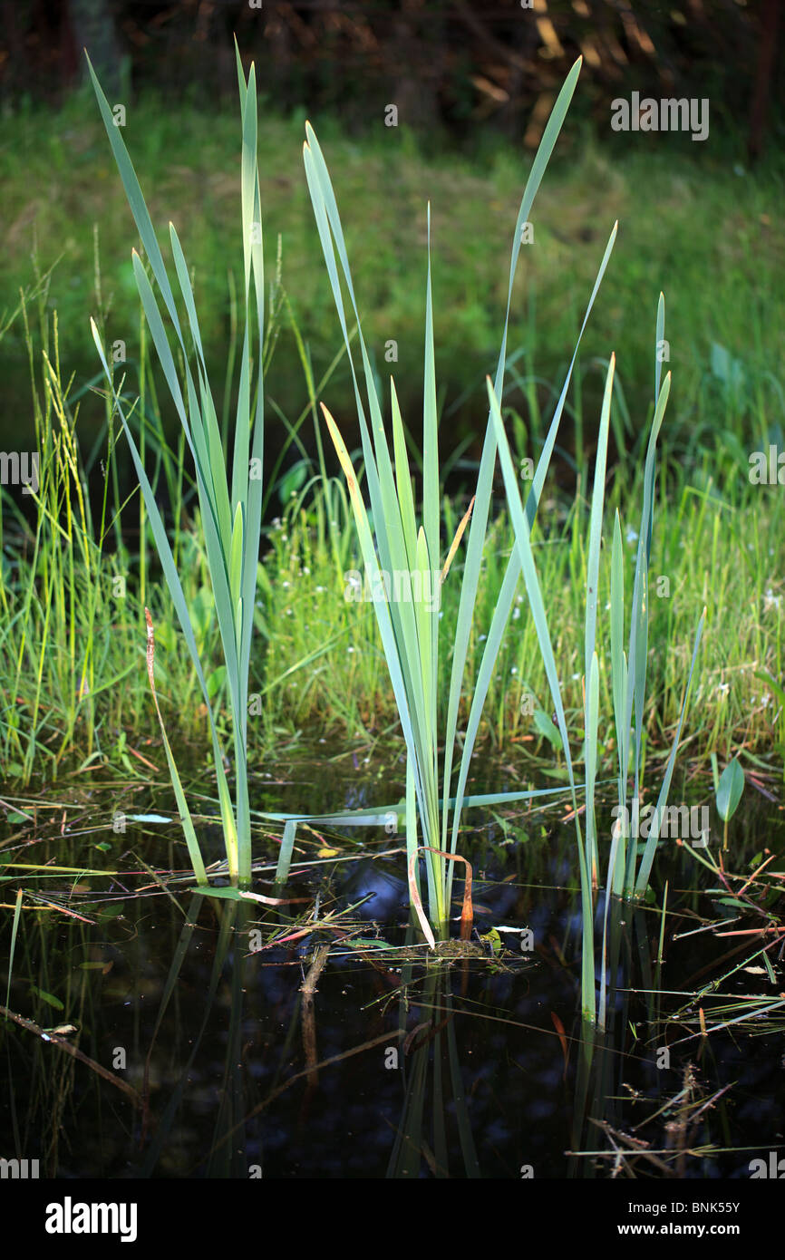 Drei junge Zuckerrohr Pflanzen in einem Teich mit schönen Spiegelungen auf dem Wasser Stockfoto