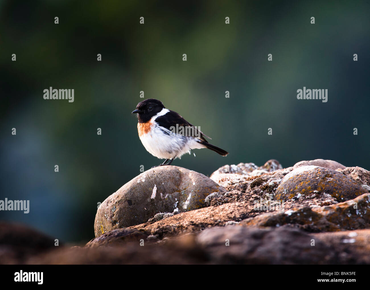 Männlichen afrikanischen Schwarzkehlchen (Saxicola Torquata), Ngorongoro, Tansania, Jul 2007 Stockfoto