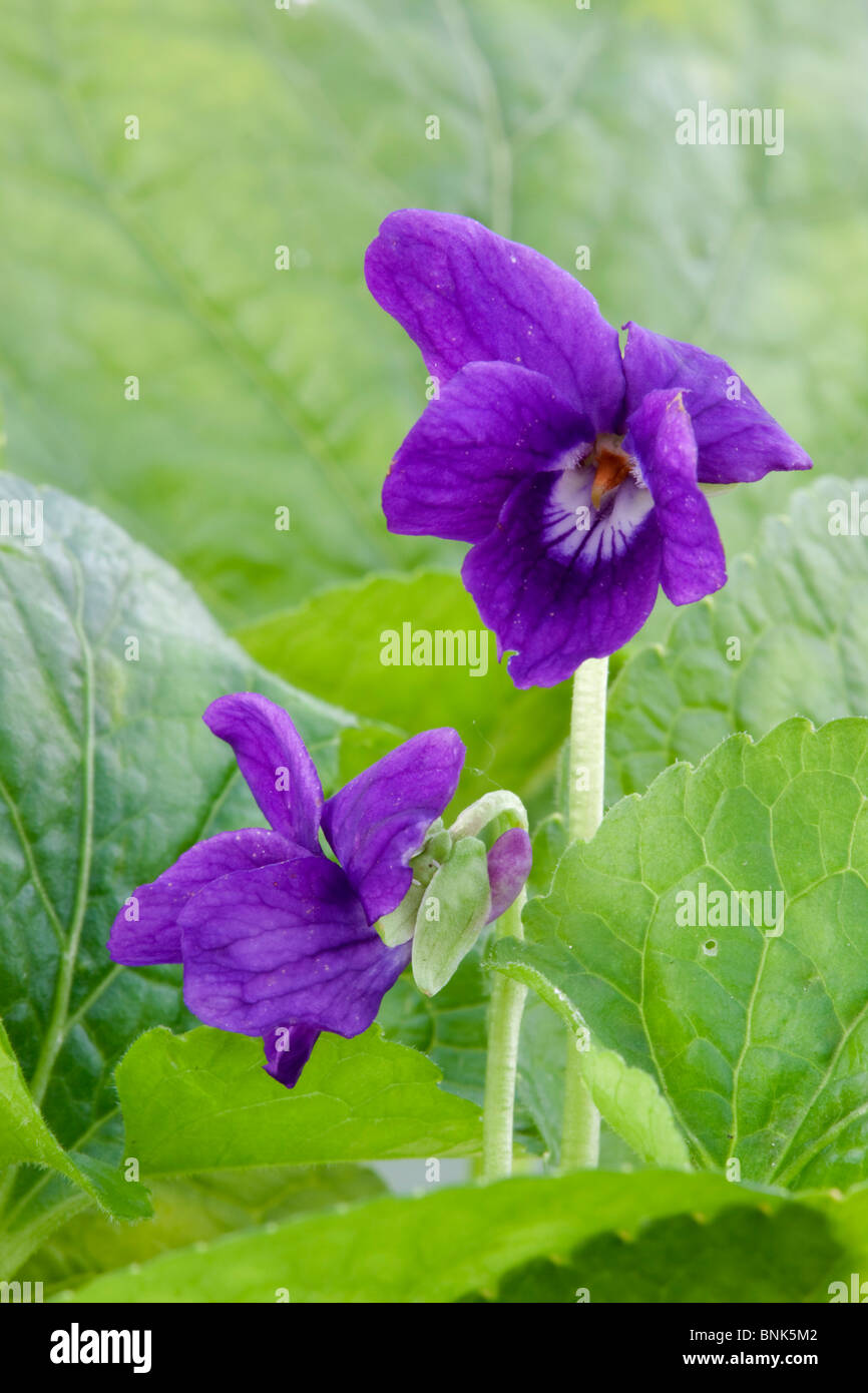 Wohlriechende Veilchen; Viola odorata Stockfoto