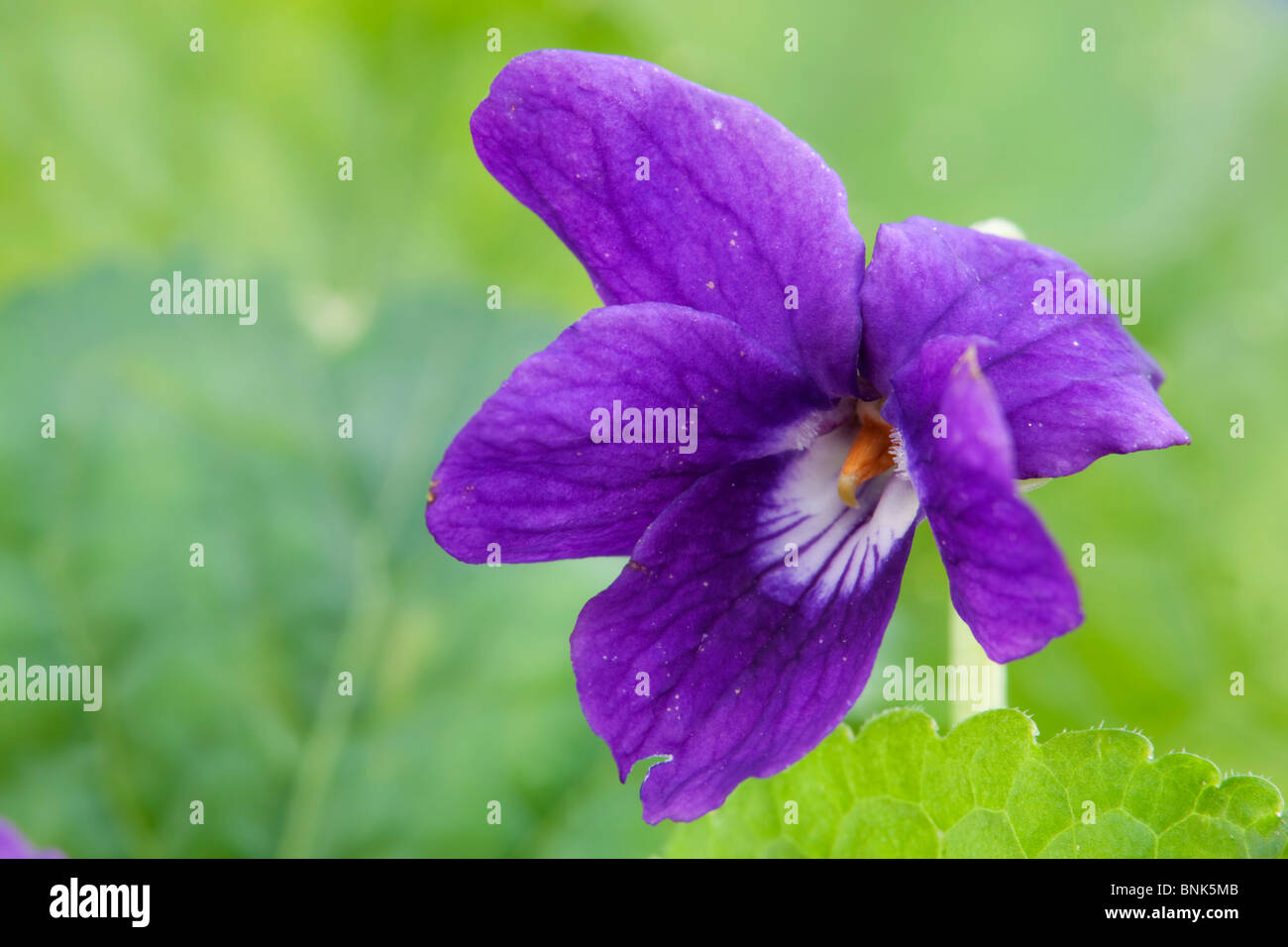 Wohlriechende Veilchen; Viola odorata Stockfoto