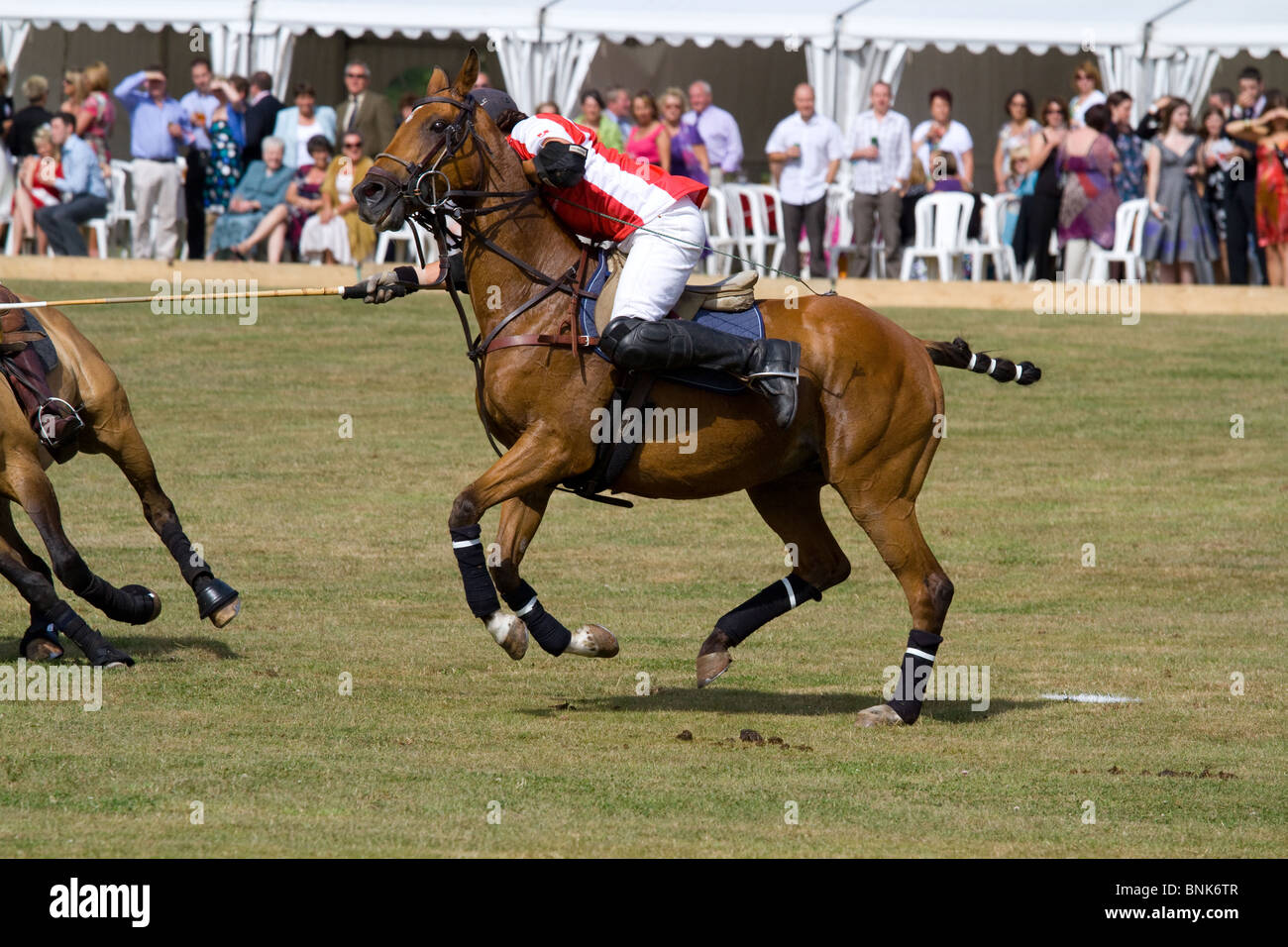 Pferd Polo match bei Glanusk Estate in Wales. England Vs Wales Stockfoto