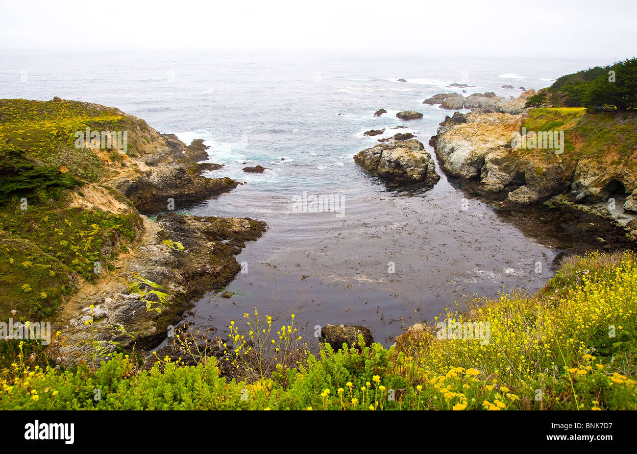 Ocean Scape südlich von Monterey, Kalifornien, USA, Pazifik-Küste Oceanscape Wasser Scape Welle gelbe Blumen Stockfoto
