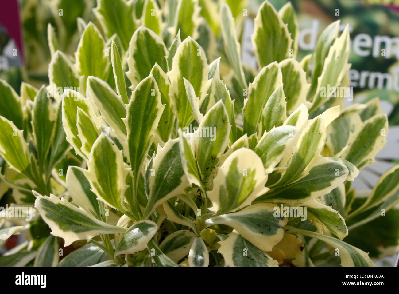 Osteospermum 'Iced Edelstein', atemberaubende bunte Laub mit großen weißen Blüten mit einem dunklen blau. Staude Stockfoto