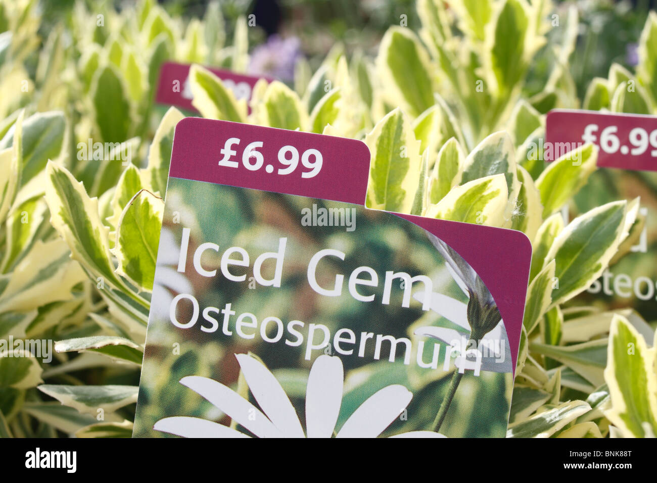 Osteospermum 'Iced Edelstein', atemberaubende bunte Laub mit großen weißen Blüten mit einem dunklen blau. Staude Stockfoto