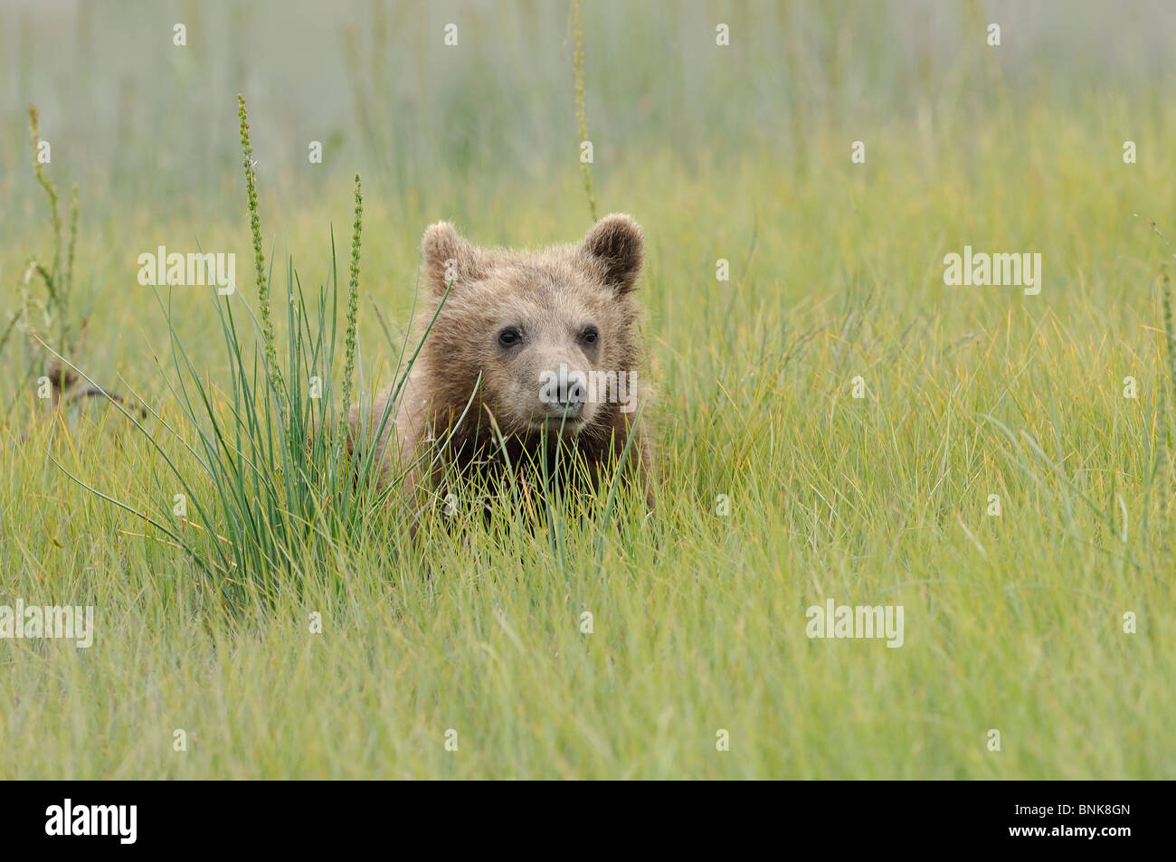 Fotoarchiv der ein Alaskan Brown Bear Cub sitzen auf einer Wiese von grünem Rasen. Stockfoto