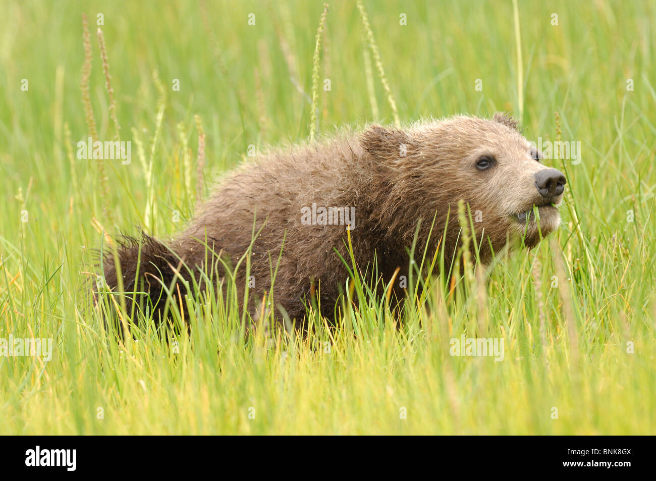 Fotoarchiv der ein Alaskan Brown Bear Cub sitzen auf einer Wiese von grünem Rasen. Stockfoto