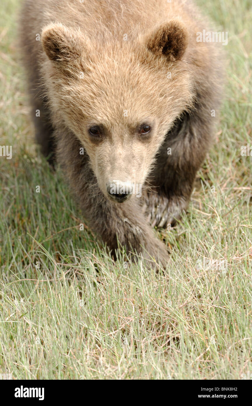 Stock Foto Nahaufnahme Bild eine Alaskan Küsten Brown Bear Cub. Stockfoto