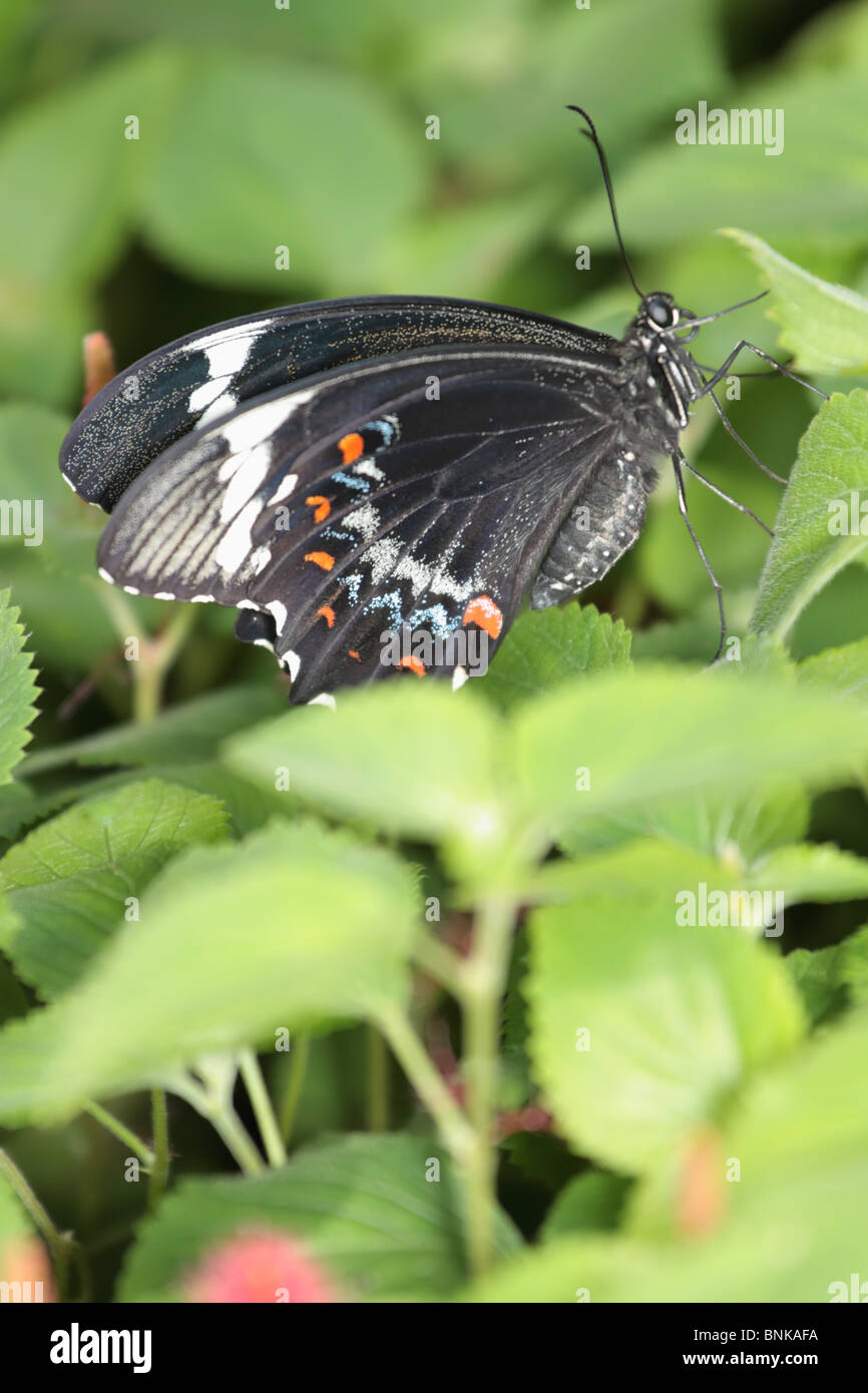 Ruhenden Schmetterling Stockfoto