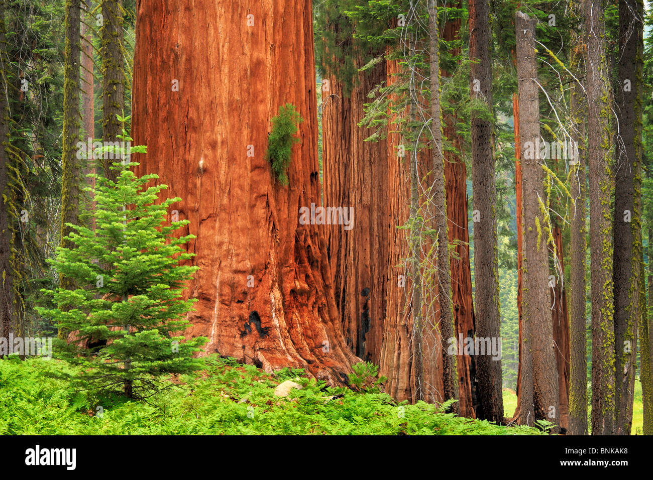 Sequoia und König-Canyon-Nationalpark Stockfoto
