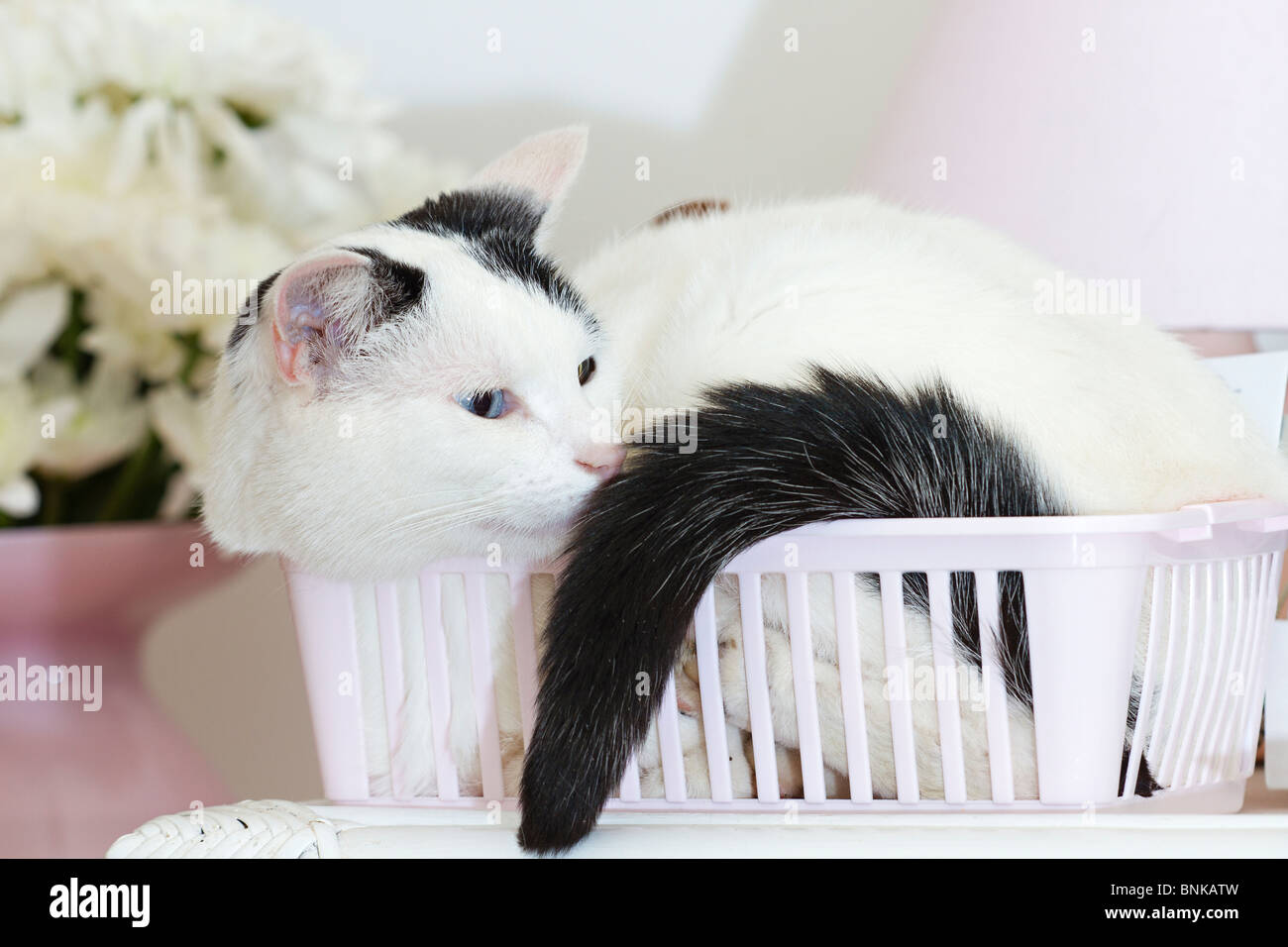 Junge schwarz-weisse Katze (Felis catus) eingerollt im Korb Stockfoto