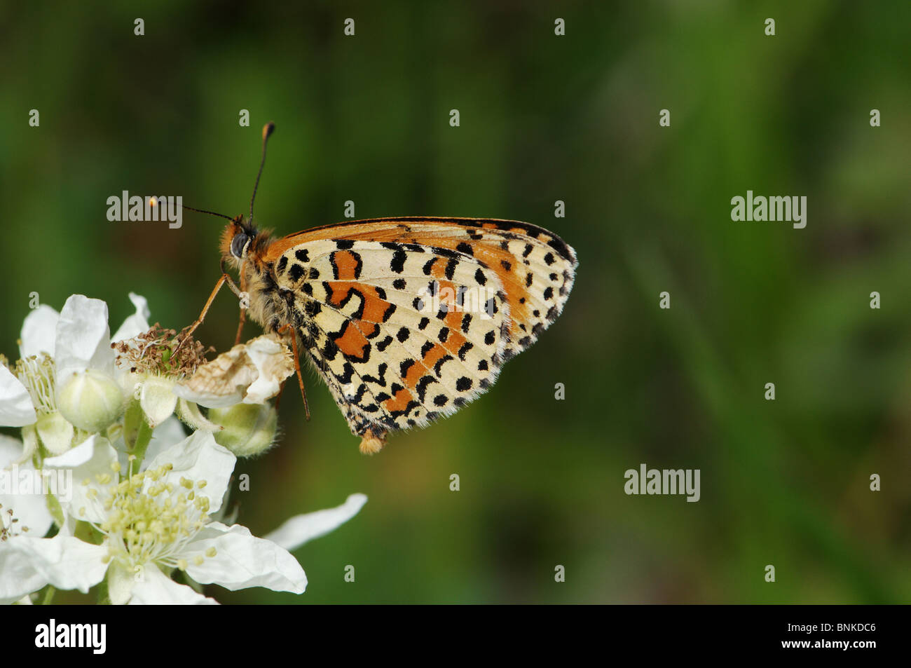 Spotted Fritillary Melitaea Schmetterlinge Didyma Schmetterling Insekt Insekten geschützten einheimischen orange weiß gefleckte Tier Stockfoto