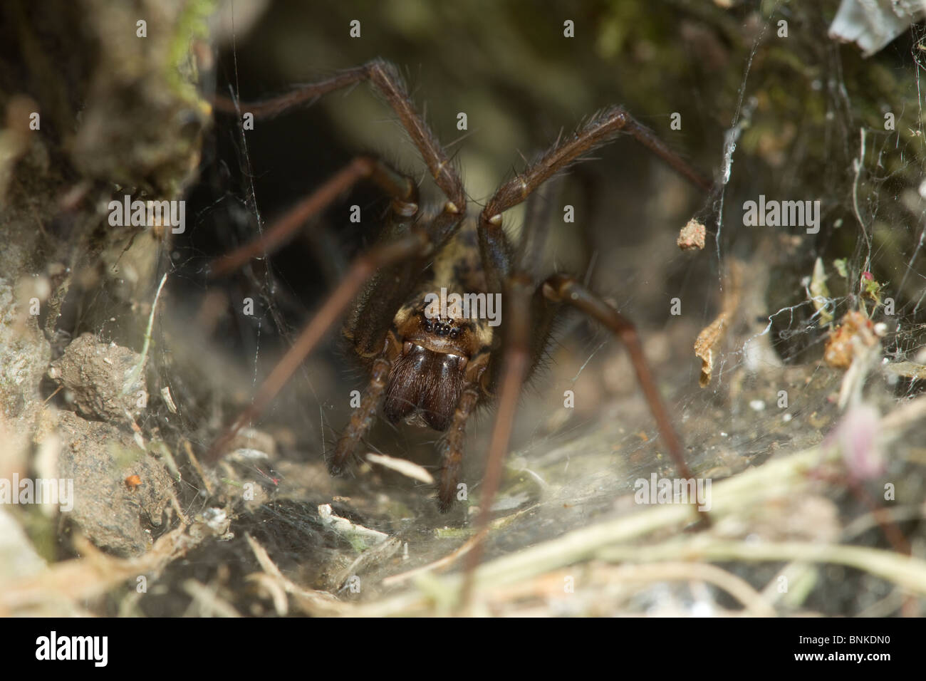 Eine Kreuzspinne auf seinen web Stockfoto