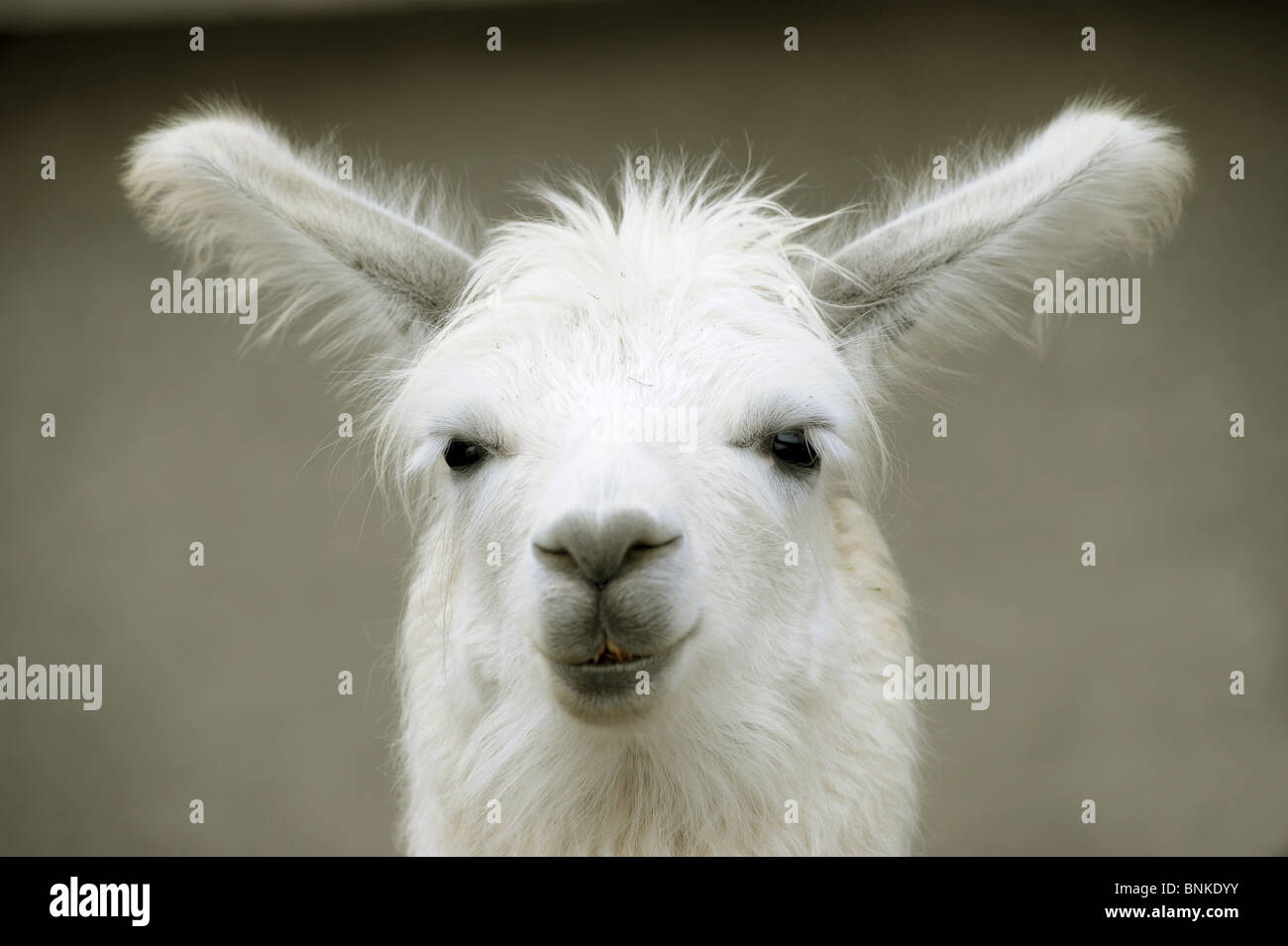 Eine weiße Lama sieht, die geradlinig in einem Bauernhof in der Schweiz hört Stockfoto