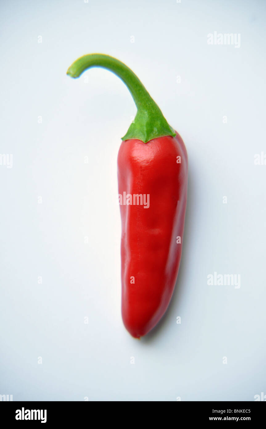rote Chili Pfeffer weiß Hintergrund Stockfoto