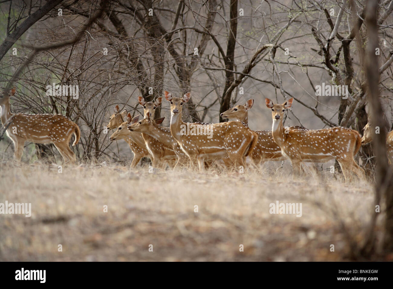 Eine gefleckte Hirsche Herde bewegt sich in den Wald des Ranthambhore National Park, Indien. (Achse-Achse) Stockfoto