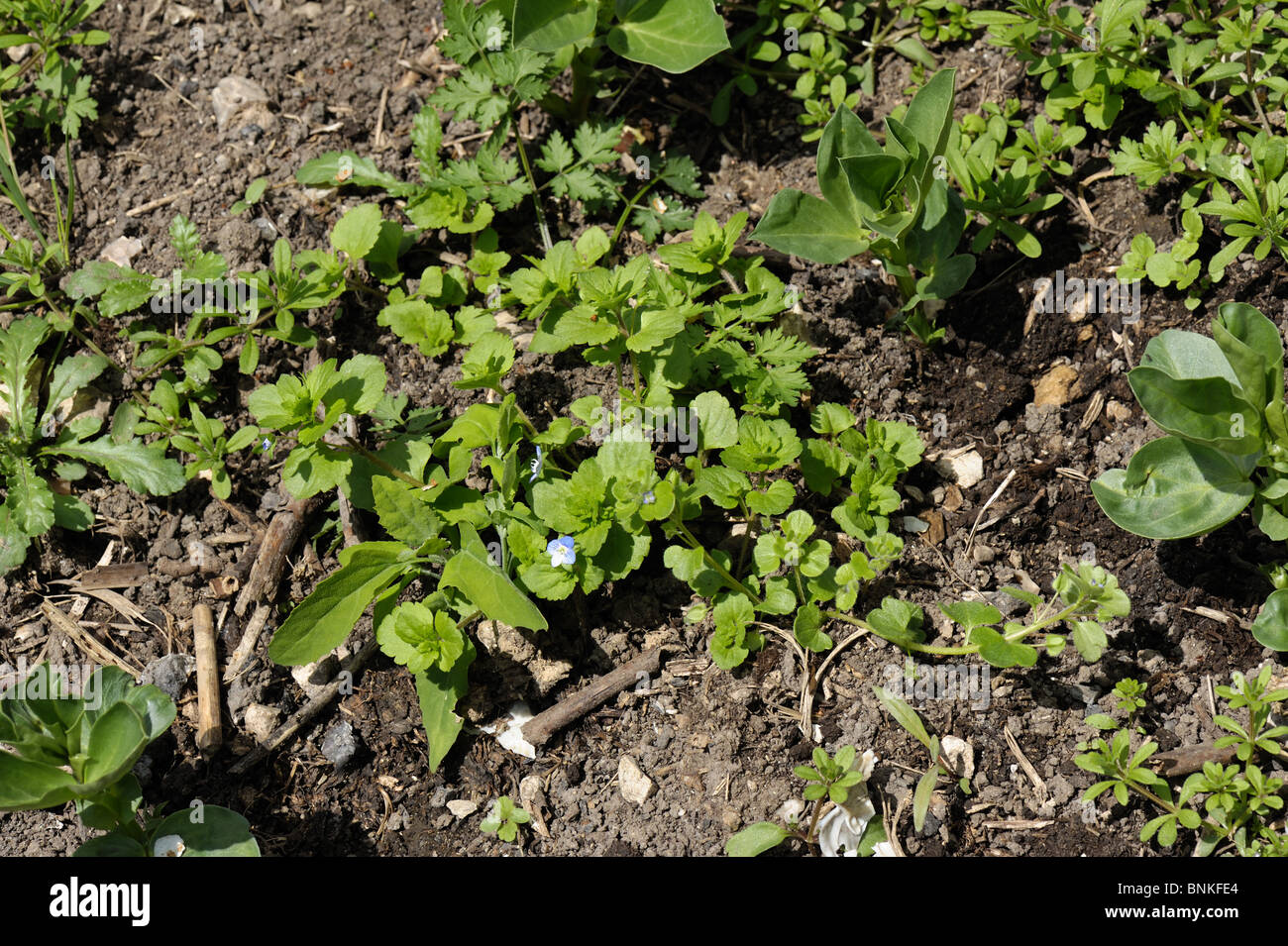 Breitblättrigen Unkräuter unter junge Bohnen im Garten Gemüsebeet, Devon Stockfoto
