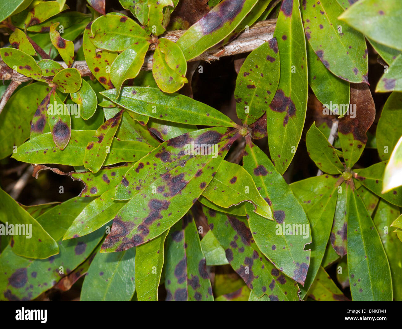 Blattflecken (Gloeosporium Rhododendri) Rost braune, braune Lsionen auf  Rhododendrom Bltter Stockfotografie - Alamy