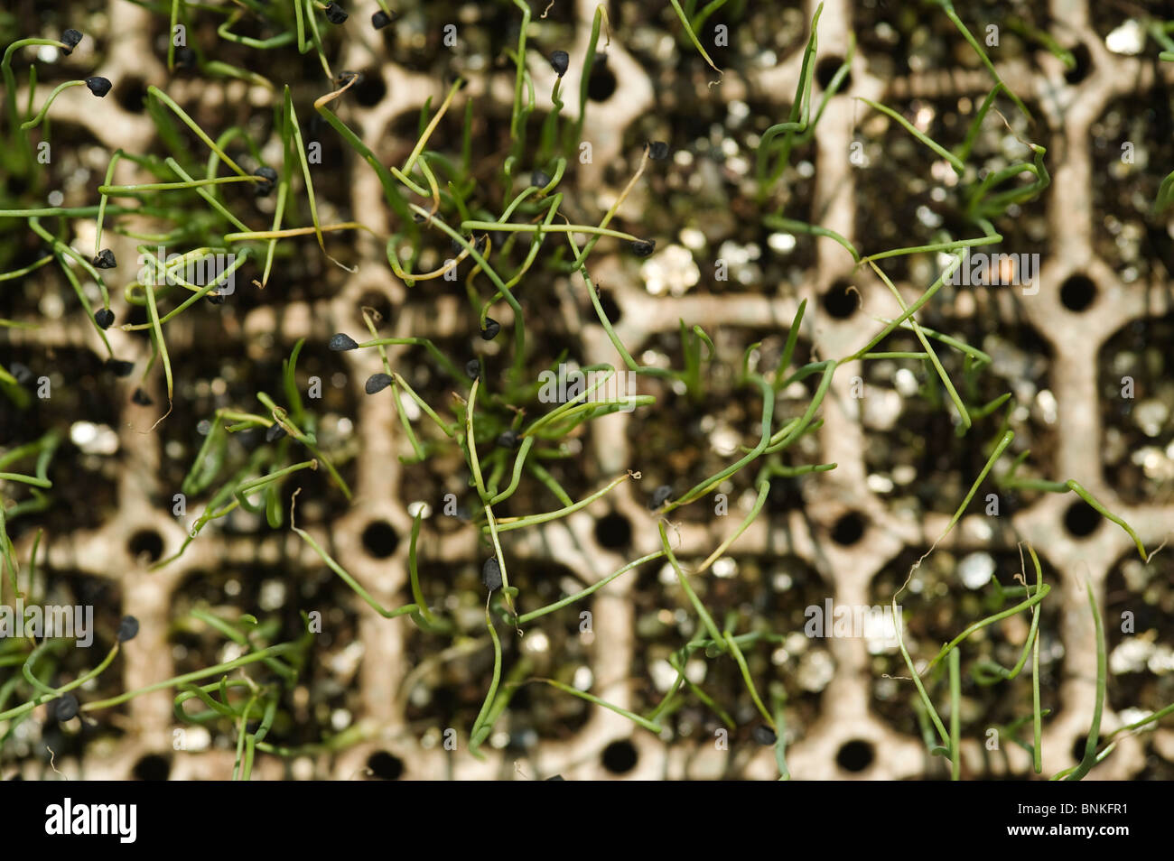 Zwiebel Sämlinge von oben in ein Fach Das Fach hilft nicht die Wurzeln beim Umpflanzen Beschädigung zu sehen. Pongola, Kwazulu Natal, Südafrika Stockfoto