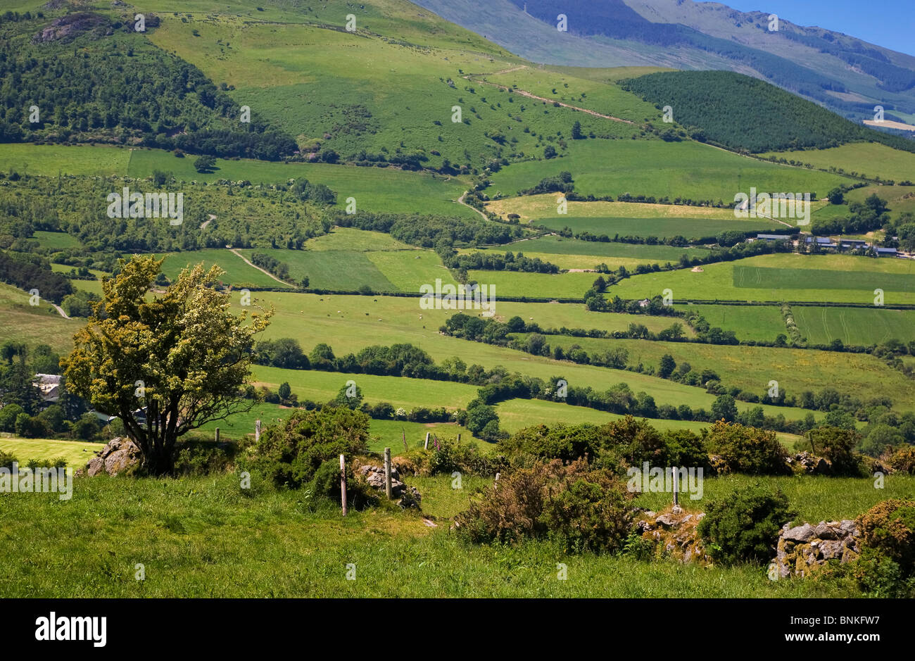 Pastorale Szene den Comeragh Mountains, Grafschaft Waterford, Irland Stockfoto