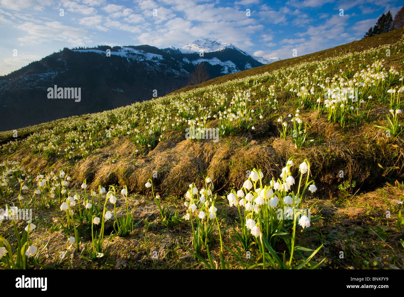 Alp Vermol Schweiz Kanton St. Gallen Alp Blumen Schneeflocken Frühling ...