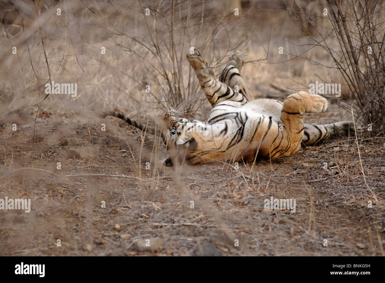 Ein Königstiger Rollen im Trockenwald Lebensraum des Ranthambhore, Indien. (Panthera Tigris) Stockfoto