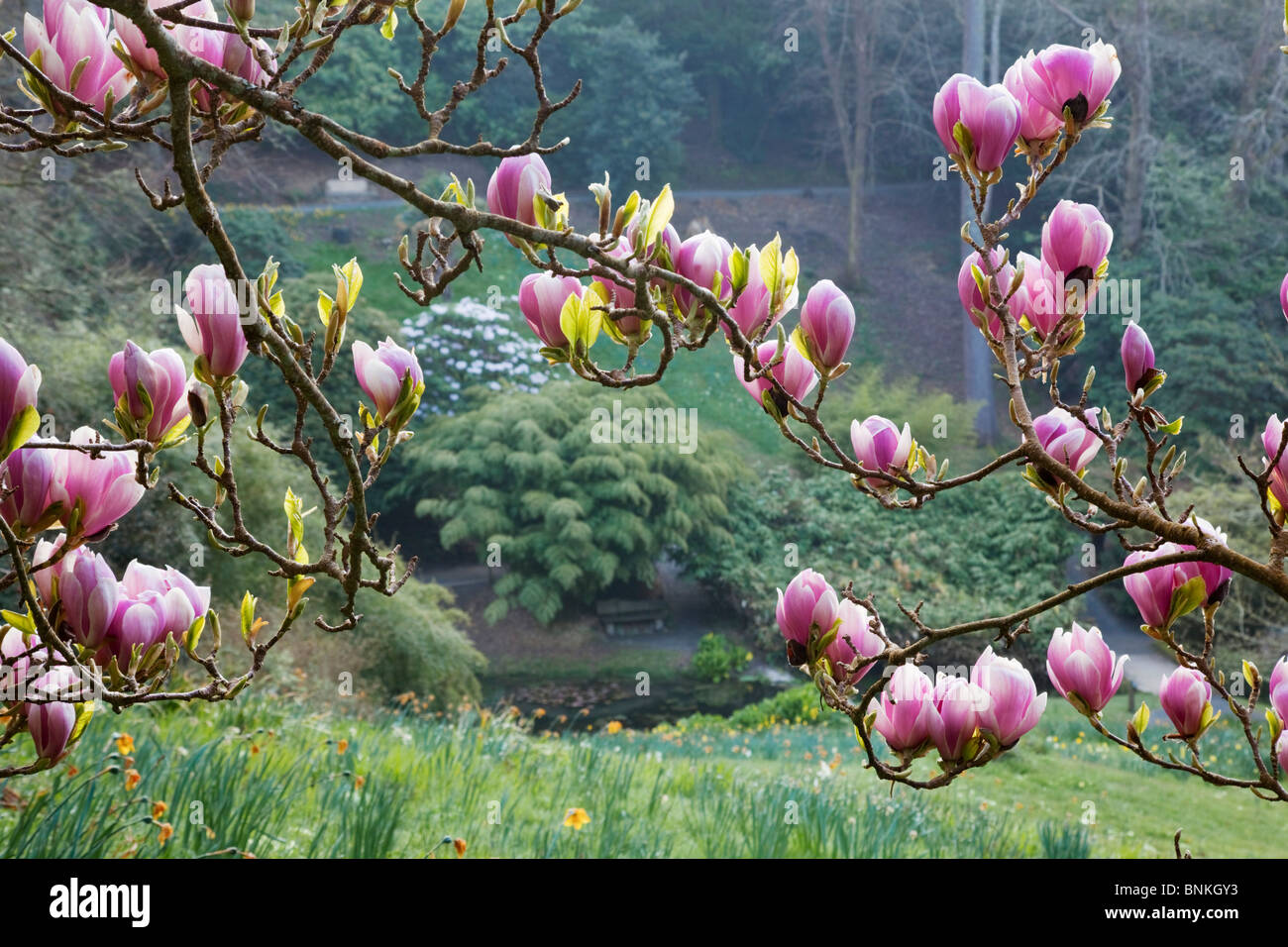 Trebah Garten; Magnolie in Blüte; Cornwall im Frühjahr Stockfoto