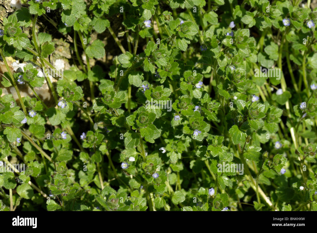 boden efeu Großblättriger Efeu (Hedera hibernica) bodendecker main image 1