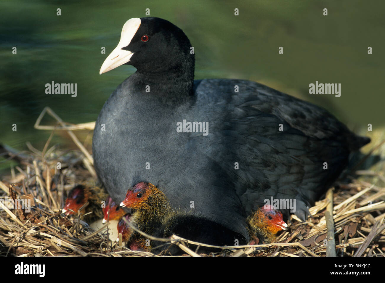 Blessralle Fulica Atra Jungvögel Nest sitzen sitzende Blässhühner Mutter Tier Tier Wasservögel Jung Stockfoto