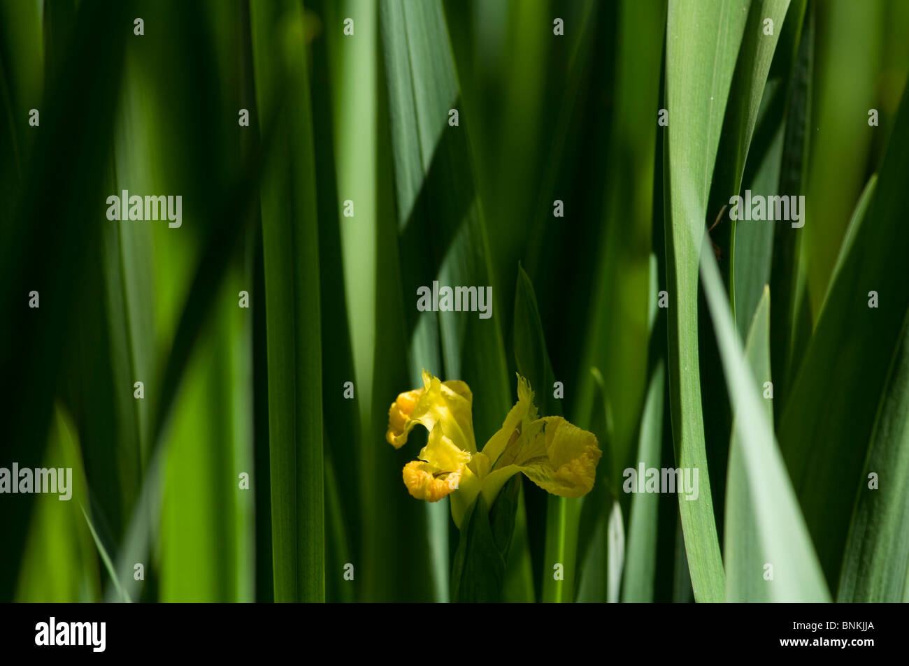 Gelbe Iris verlässt soft-Fokus Iris pseudoacorus Stockfoto