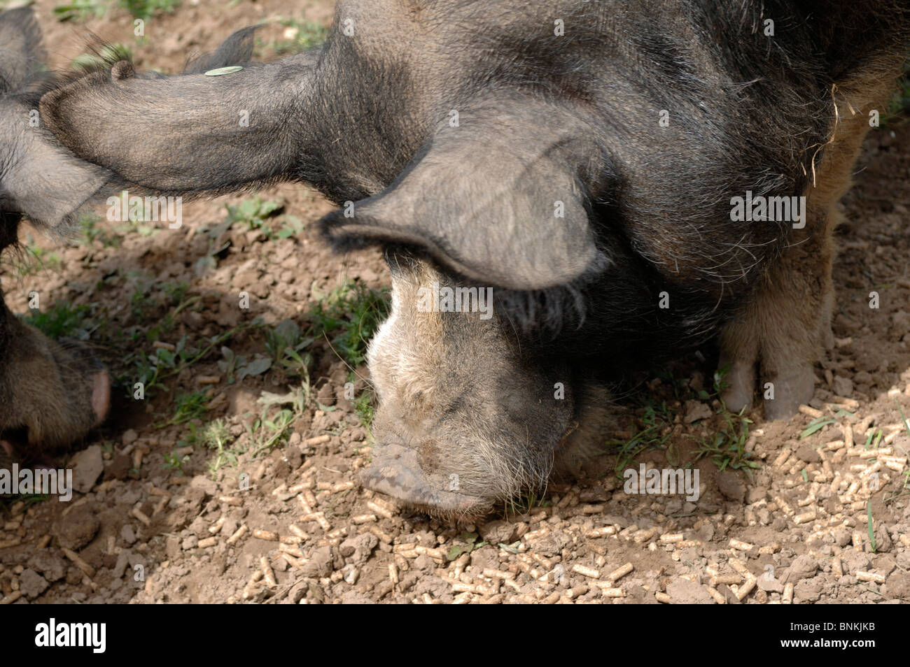 Berkshire-Eber ernähren sich von Nüssen in häuslicher Umgebung Stockfoto