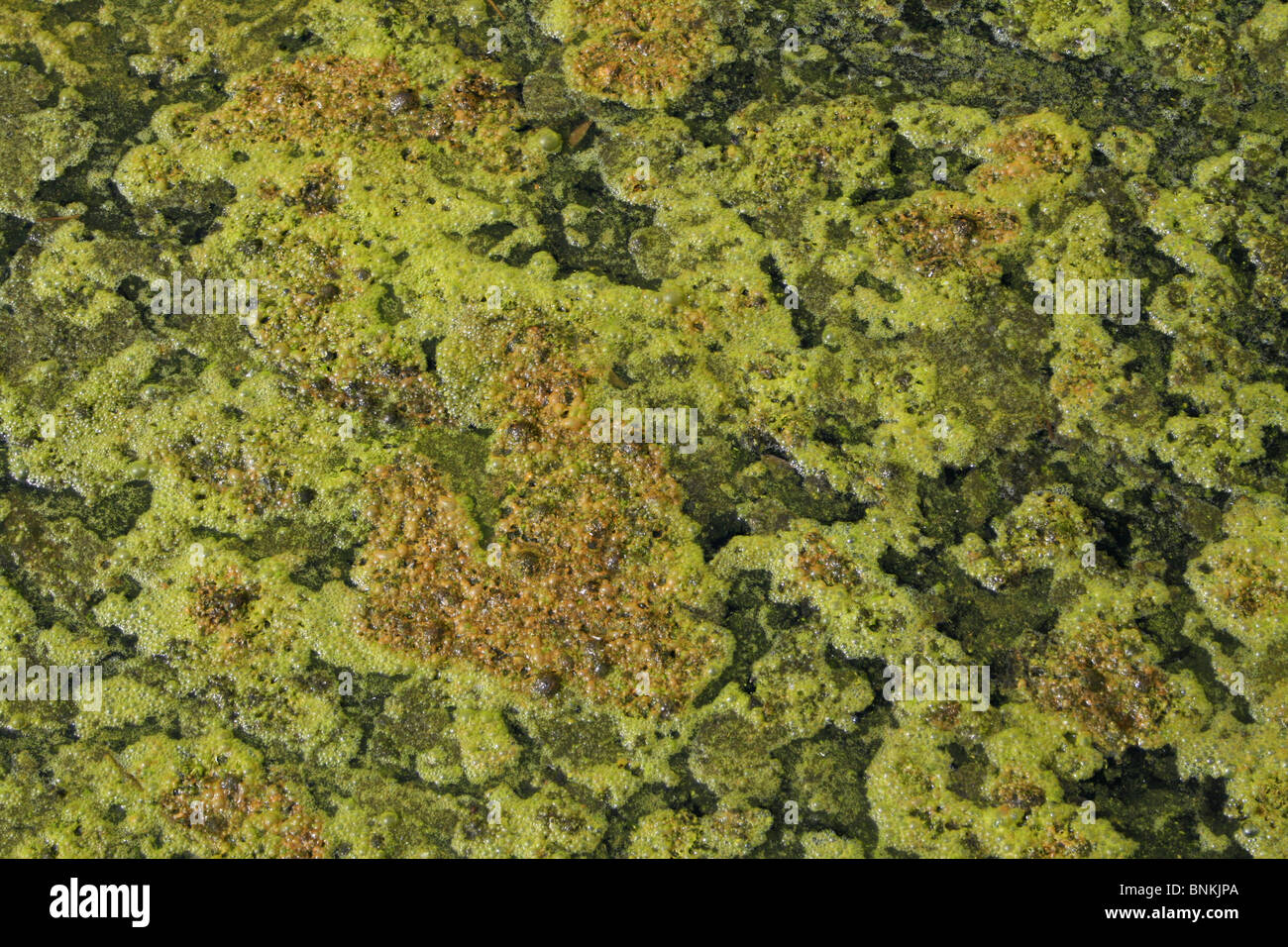 Grüner Teich Algen bei Martin bloßen WWT, Lancashire UK Stockfoto