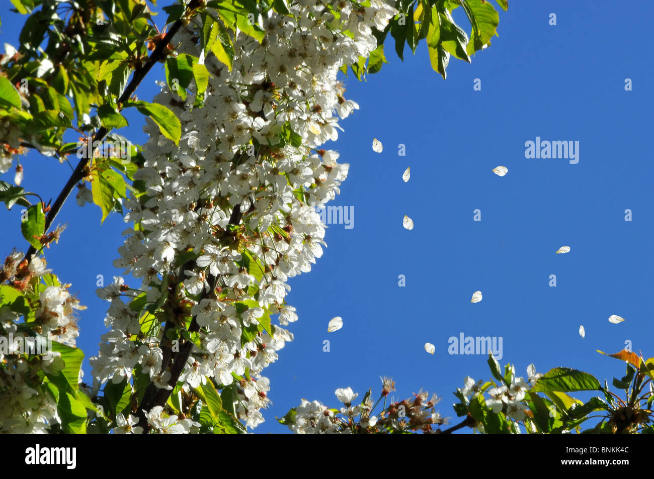 Schweiz-Blüte gedeihen Natur Roter Himmel Himmel blühenden Sommer Kirsche Zweig blaue Pflanze Kirsche Frühlingsblume Stockfoto