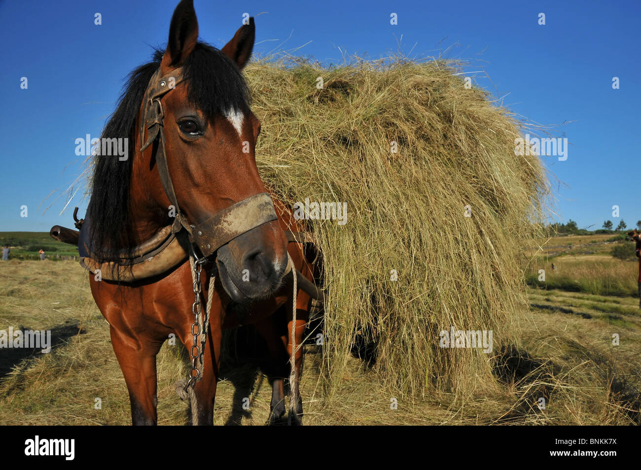 Hay Haycart Karren Esel Maultiere Ernte ernähren Landwirtschaft Bauernhof Bauernhof Bauern Gerichte traditionell nutzen Tradition machen Heu Stockfoto