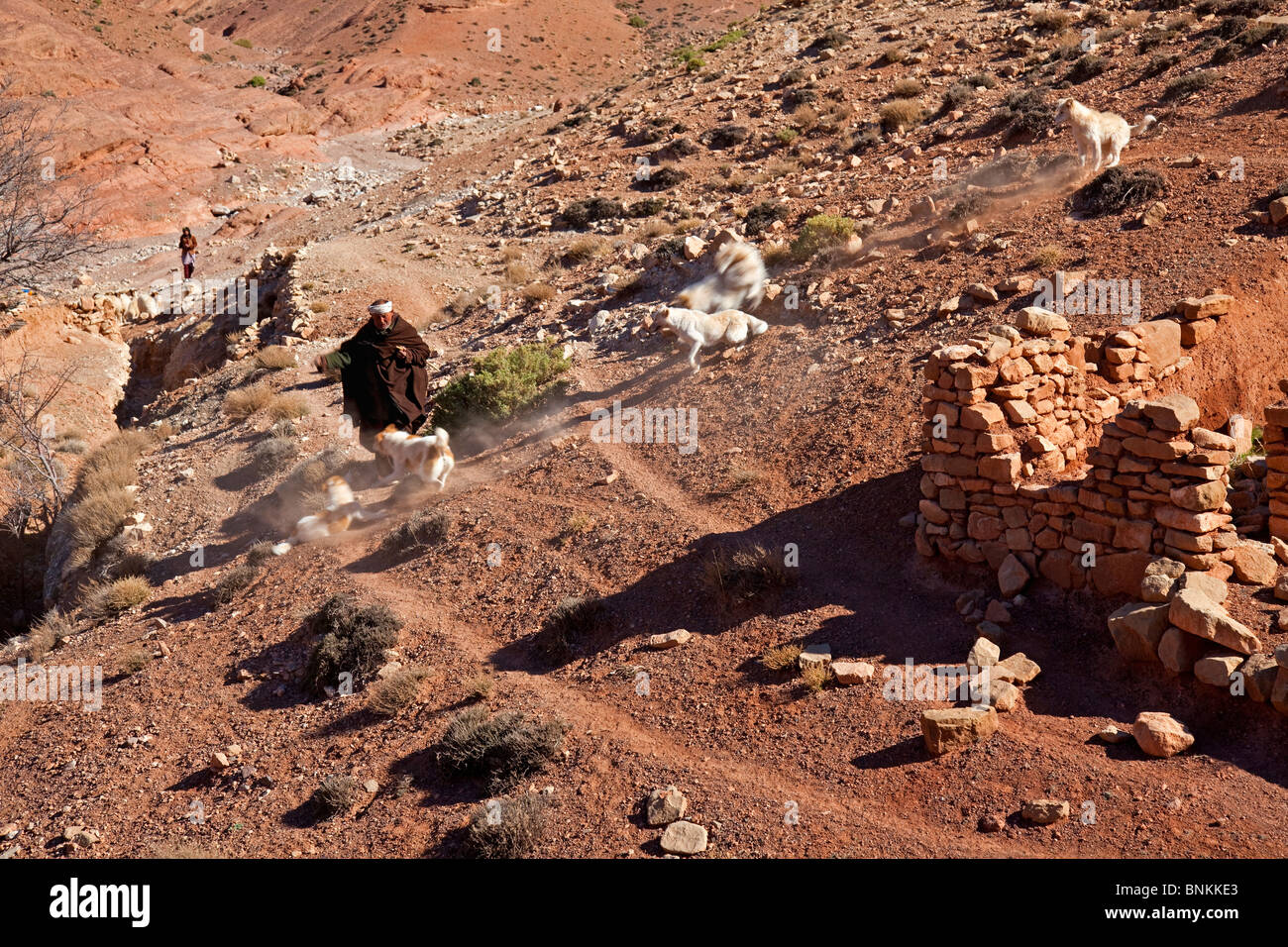Bergbauer mit Hunden kämpfen, Dades Schlucht, in der Nähe Dades Tal, Zentral Marokko Stockfoto